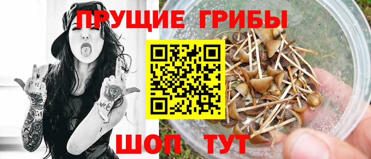 Псилоцибиновые грибы Psilocybe Алатырь